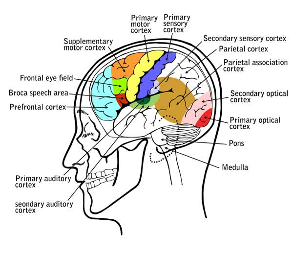 10 exercises for your prefrontal cortex | heart mind online